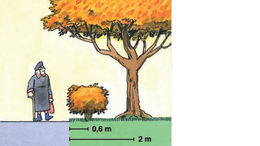 Bilden är en illustration kring hur buskar och träd utvecklas när de växer. 