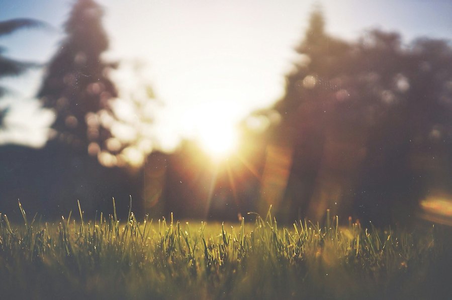 En närbild på grässtrån i gyllen solsken.