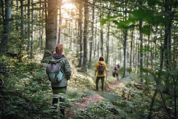 Tre vuxna människor som promenerar längs en stig i en grön lummig skog.
